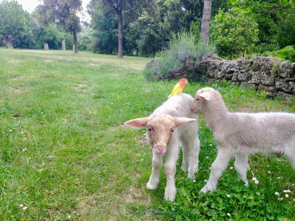 Agriturismo "Borgo Madonna Degli Angeli" - Charming Cottages In The Gardens ! Tocco da Casauria Eksteriør billede